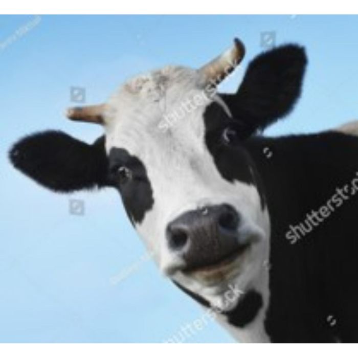 Hitt Brands Window Racoon Decal vrogue.co